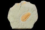 Protolenus Trilobite - Tinjdad, Morocco #101809-1
